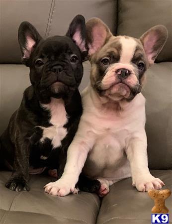two french bulldog dogs sitting on a couch