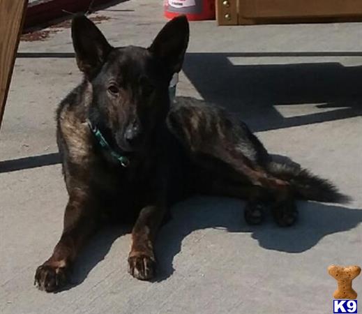 a german shepherd dog sitting on the ground