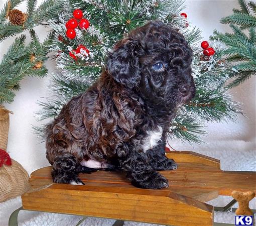 a poodle puppy sitting on a table