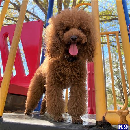 a poodle dog standing on a playground