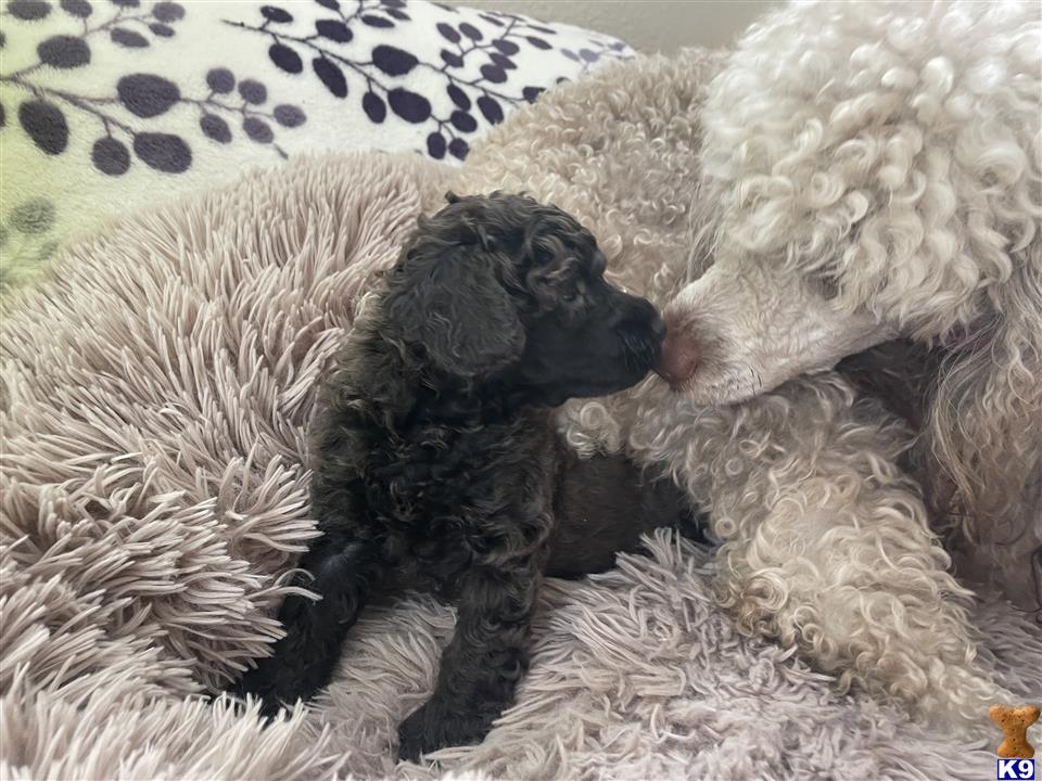 a couple of poodle dogs lying on a rug
