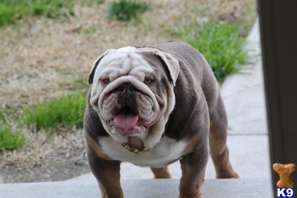a bulldog dog with its mouth open