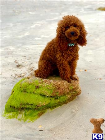 a poodle dog standing on a beach