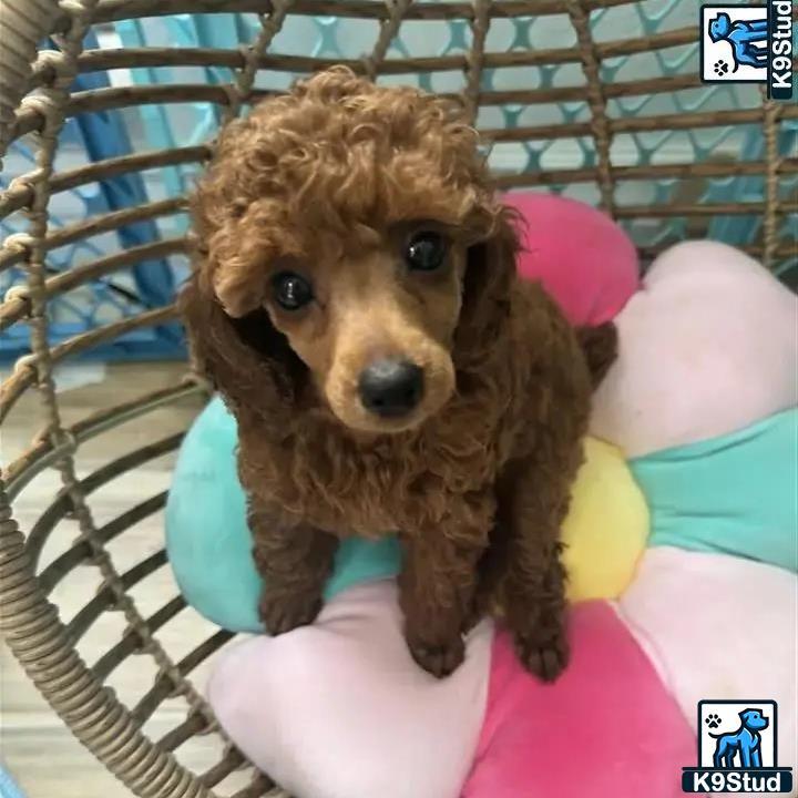 a poodle dog in a cage