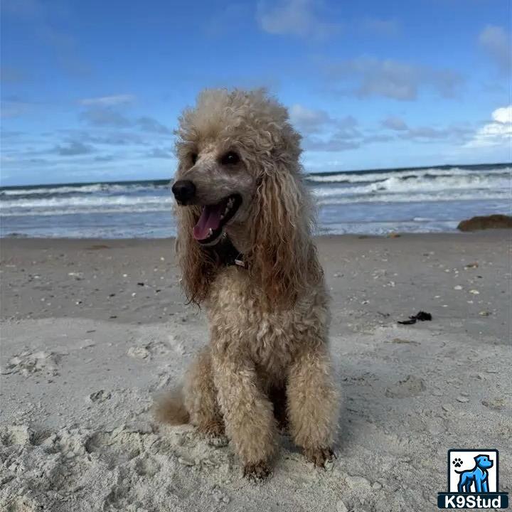 a poodle dog on a beach