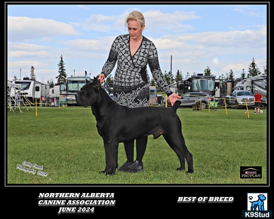 a person standing next to a black cane corso dog