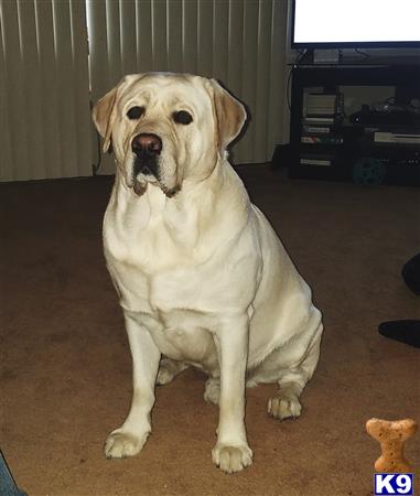 a labrador retriever dog sitting on the floor