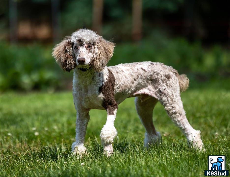 a poodle dog standing in the grass