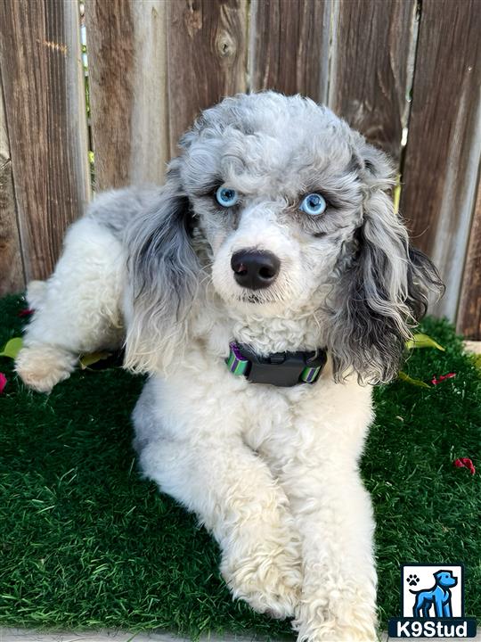 a poodle dog standing on its hind legs