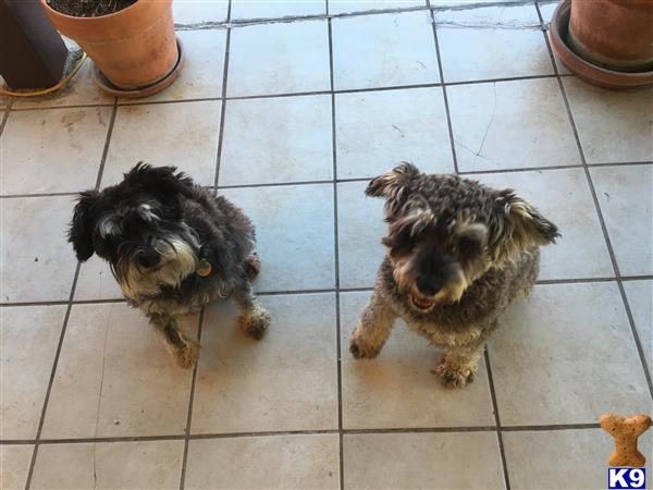 two miniature schnauzer dogs on a tile floor