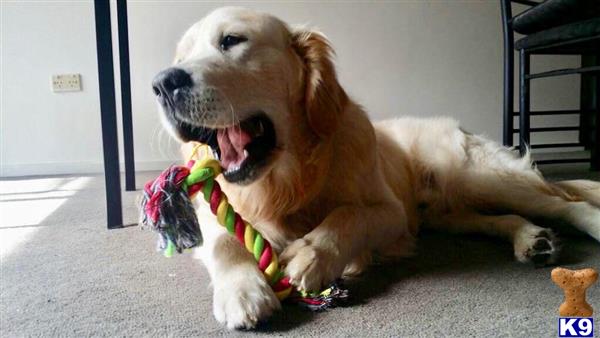 a golden retriever dog lying on the ground