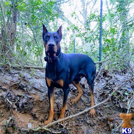 a doberman pinscher dog standing on a log