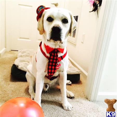 a labrador retriever dog wearing a bow tie