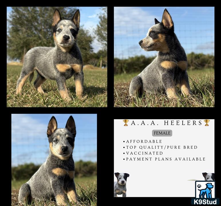 a collage of a australian cattle dog dog