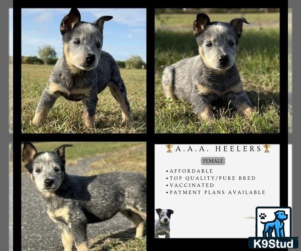 a collage of a australian cattle dog dog