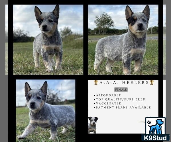 a collage of a australian cattle dog dog