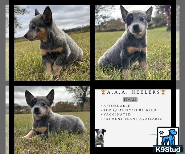 a collage of a australian cattle dog dog