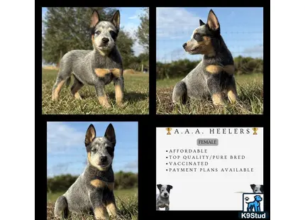 a collage of a australian cattle dog dog