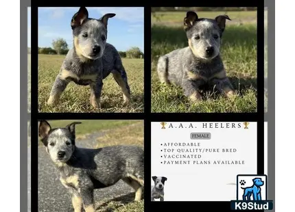 a collage of a australian cattle dog dog