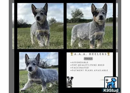 a collage of a australian cattle dog dog