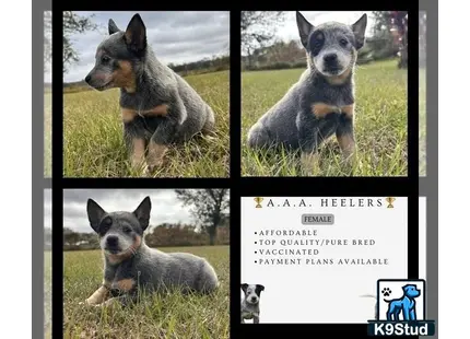 a collage of a australian cattle dog dog