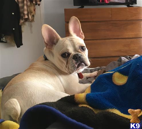 a french bulldog dog lying on a bed