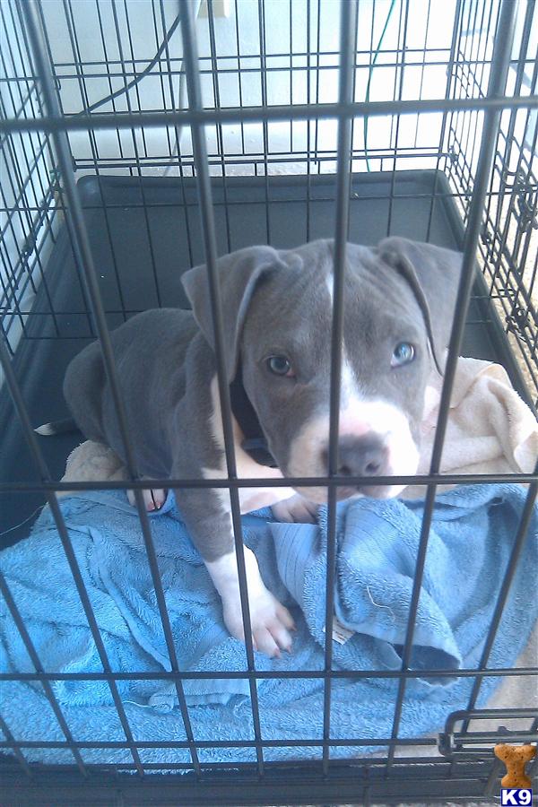 American Pit Bull Puppy for Sale: Pitbull puppy for sale 13 Years old