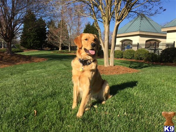 a golden retriever dog sitting in a yard