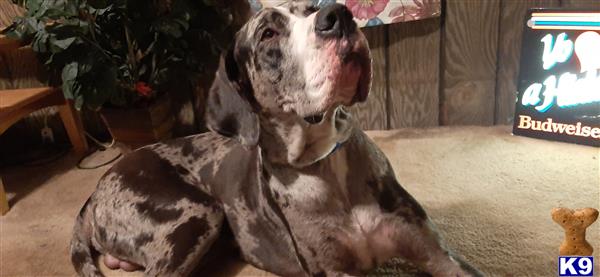 a great dane dog sitting on the floor