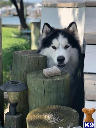 a siberian husky dog looking out a window