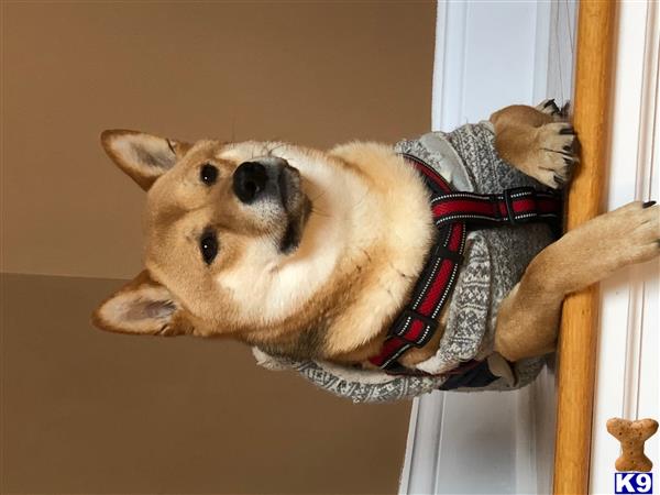 a shiba inu dog wearing a sweater