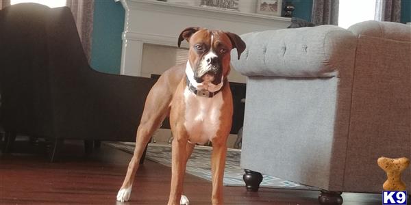 a boxer dog standing on a wood floor