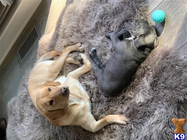 a group of labrador retriever dogs lying on the ground