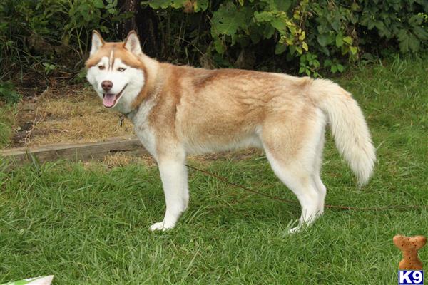 a siberian husky dog standing in grass