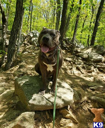 a american pit bull dog sitting on a rock