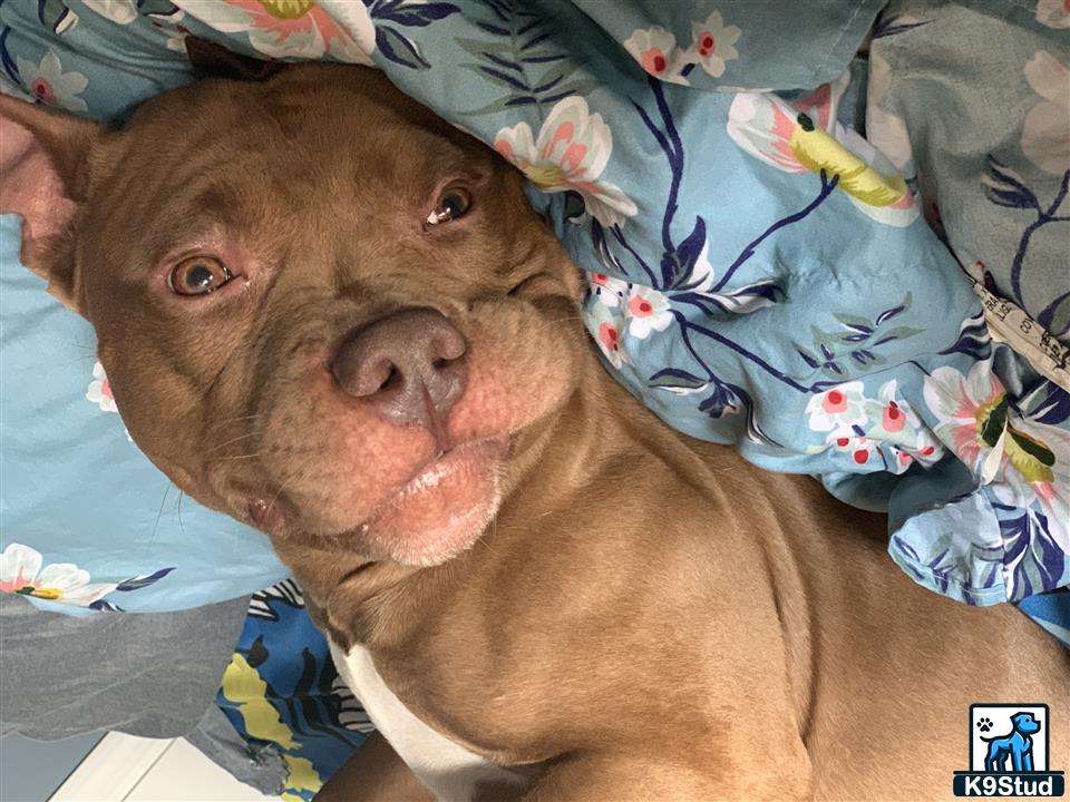 a american bully dog lying on a bed