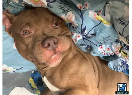 a american bully dog lying on a bed