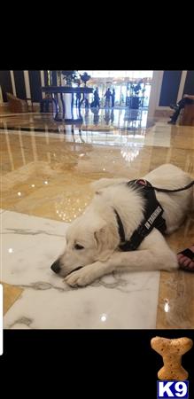 a great pyrenees dog lying on the floor