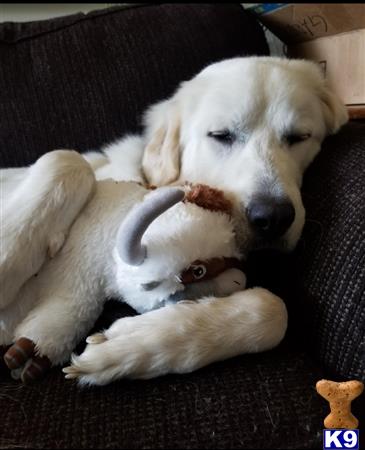 a great pyrenees dog with a stuffed animal in its mouth