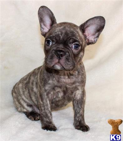 a small brown french bulldog dog