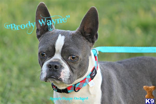 a boston terrier dog with a blue collar