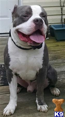 a american pit bull dog sitting on a porch