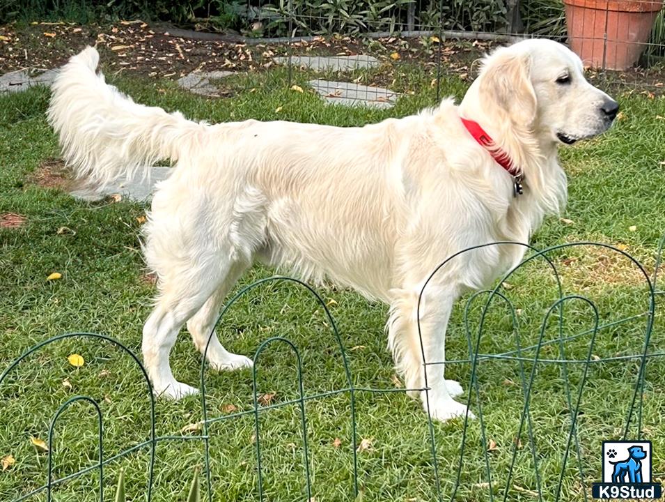 a white golden retriever dog standing on a green fence