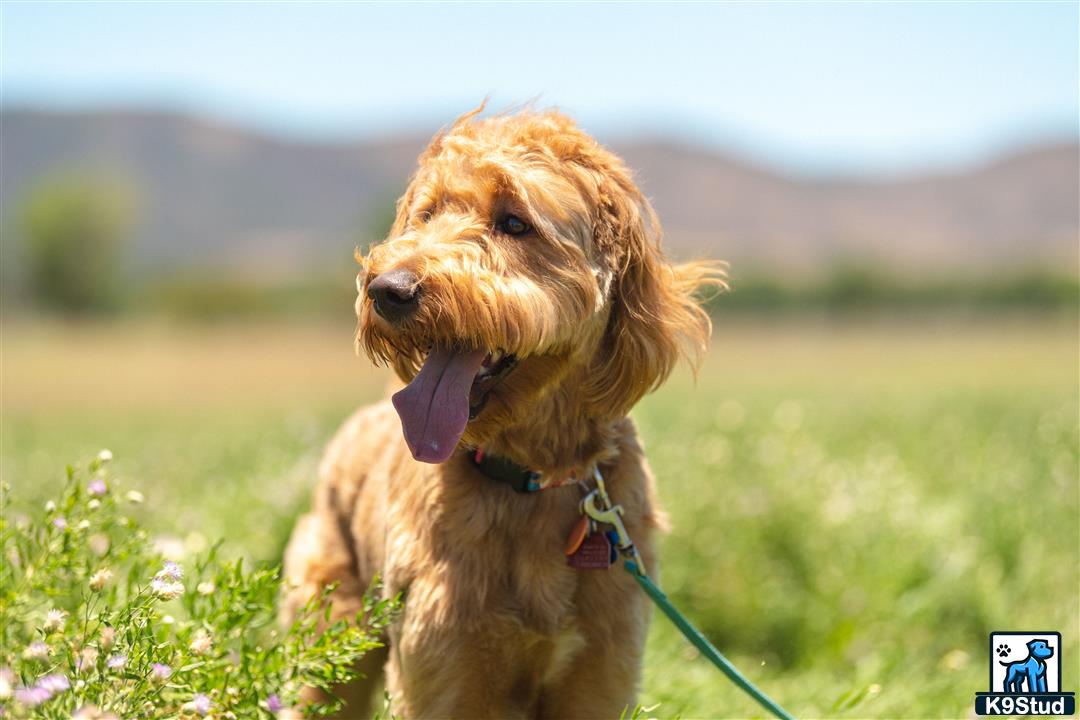 Goldendoodles stud dog