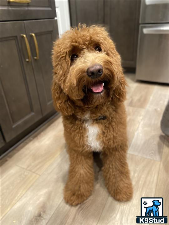 a goldendoodles dog sitting on a wood floor