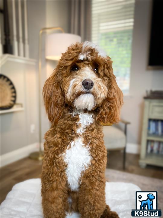 a goldendoodles dog sitting on a rug