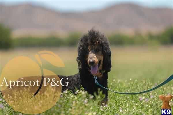 a poodle dog on a leash in a field with a yellow ball