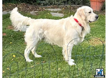 a white golden retriever dog standing on a green fence