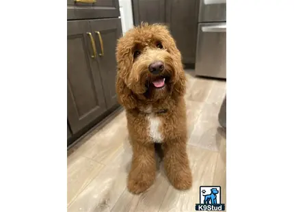 a goldendoodles dog sitting on a wood floor