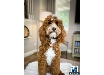 a goldendoodles dog sitting on a rug